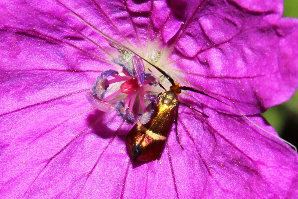 Farfallina dorata da determinare ? Adela australis, Adelidae